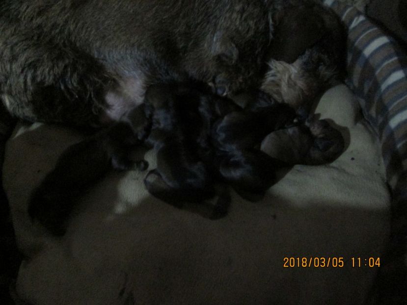  - litera F din BOCK si MAYA II 2018