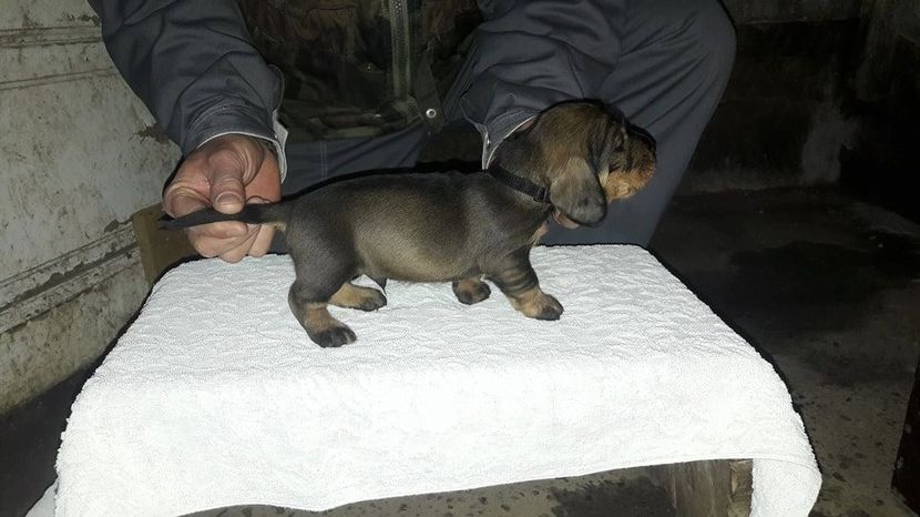  - litera F din BOCK si MAYA II 2018