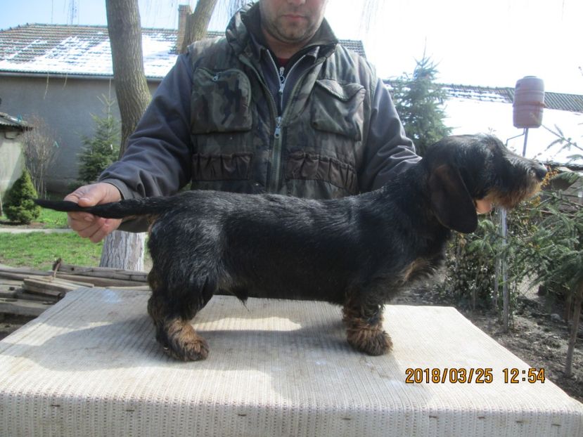  - Teckel cu par sarmos JACK mascul