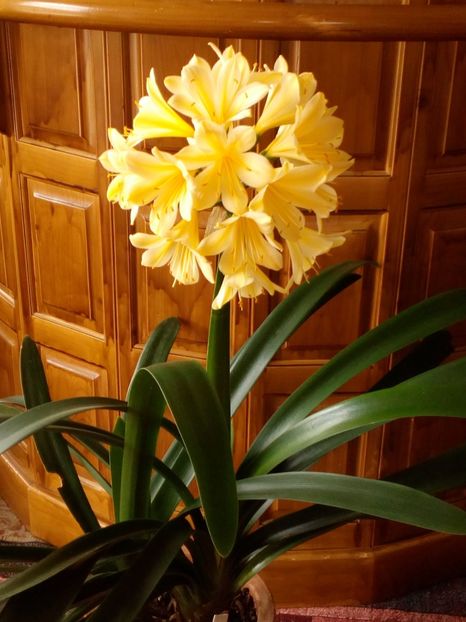 - CLIVIA
