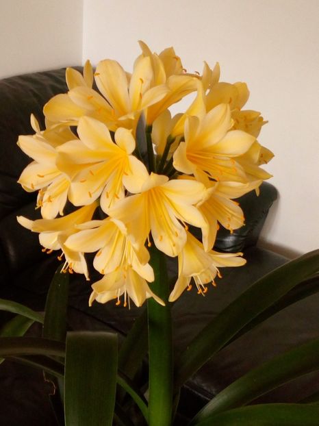  - CLIVIA