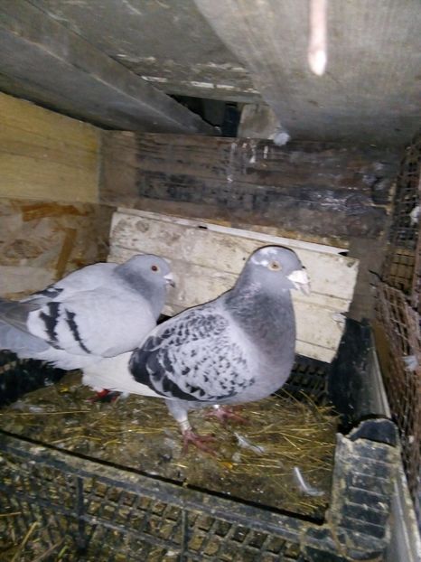 29830688_997675323721287_368008479_o - standard