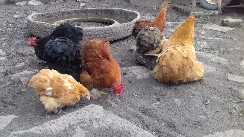 20180402_131429(0) - Arhiva