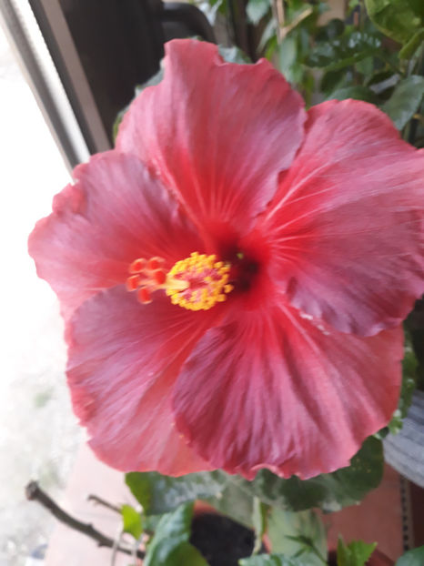  - Hibi Electric Blue