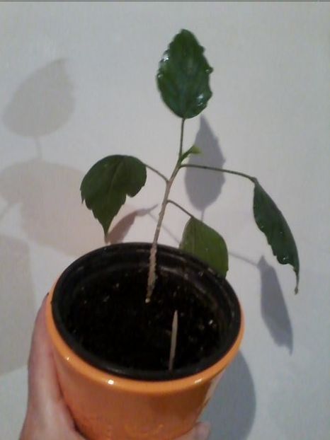 Classic pink - De vanzare