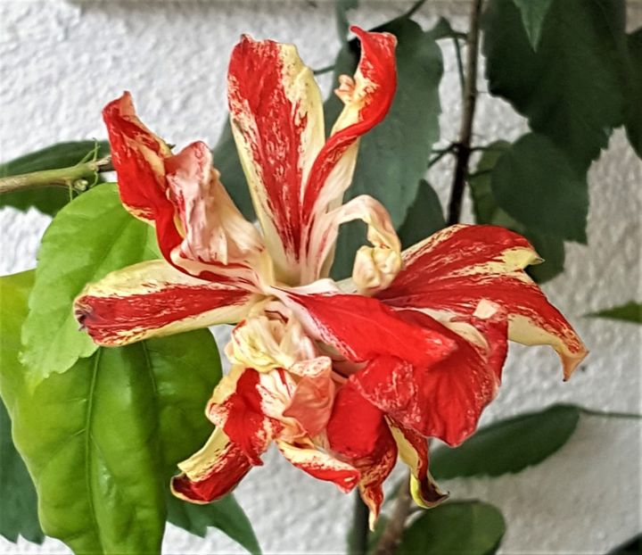  - Hibiscusi