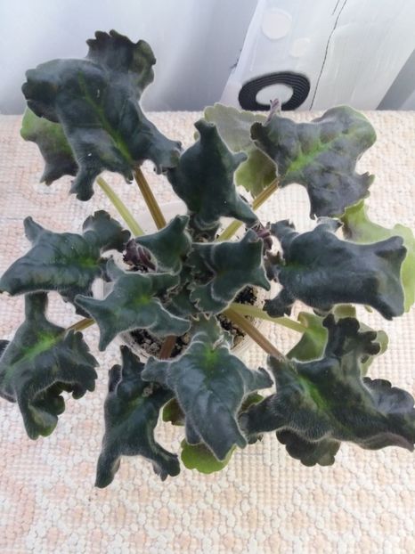 2 apr - Purple Passion Sport