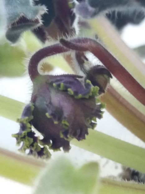 2 apr - Purple Passion Sport