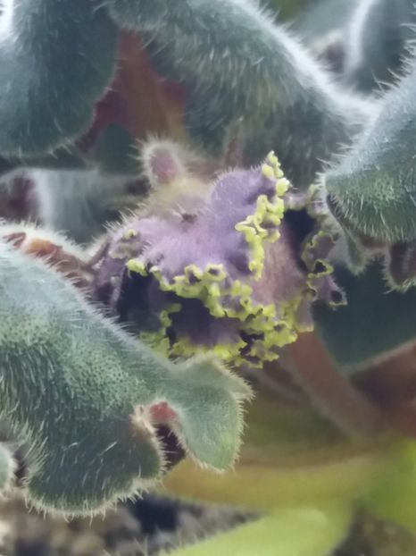 2 apr - Purple Passion Sport