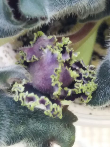 2 apr - Purple Passion Sport