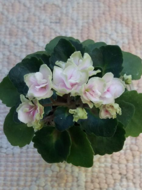 2 apr - Petite Blarney