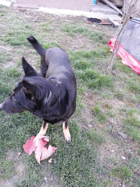  - Dora-alintata familiei