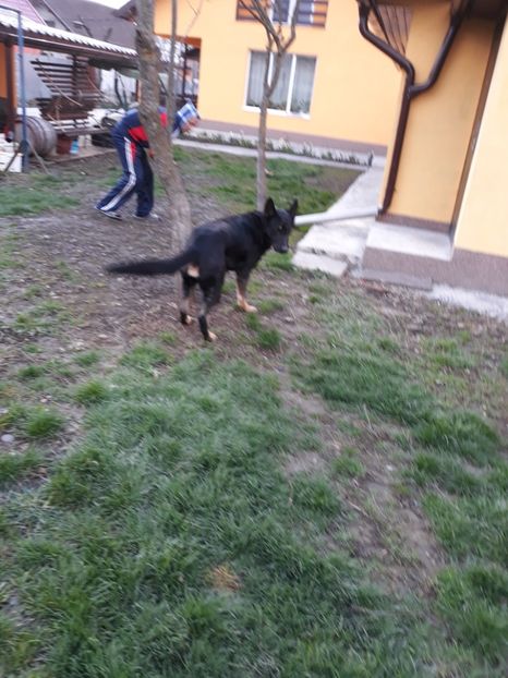  - Dora-alintata familiei