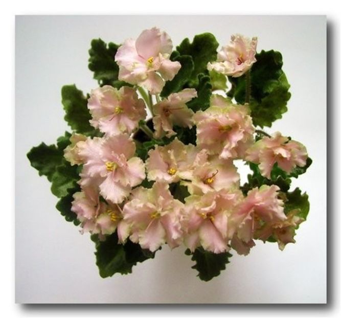 Rob s Sarsparilla poza net - Rob s Sarsparilla