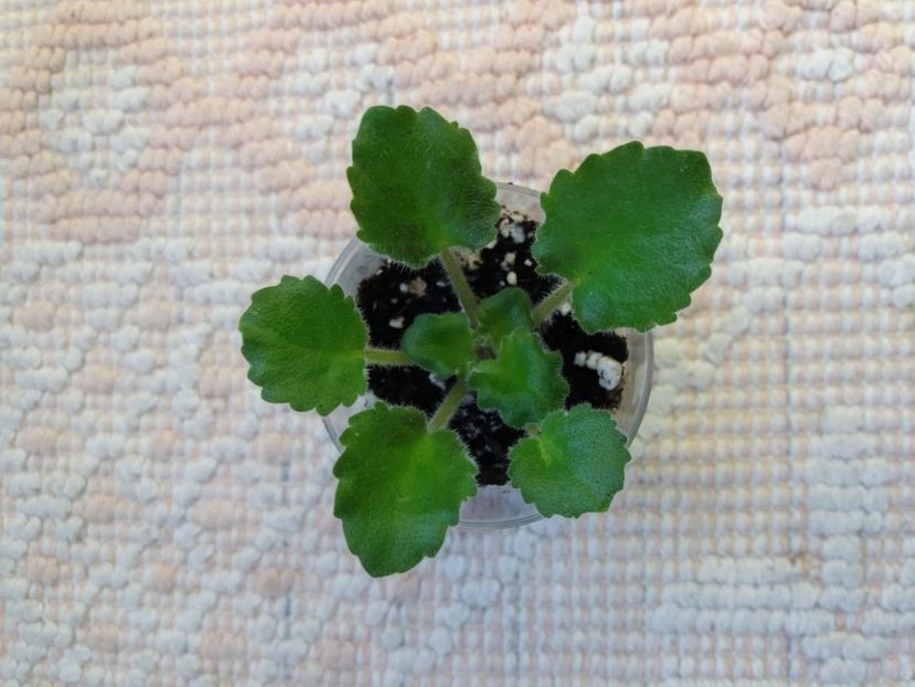 2 apr - Rob s Sarsparilla