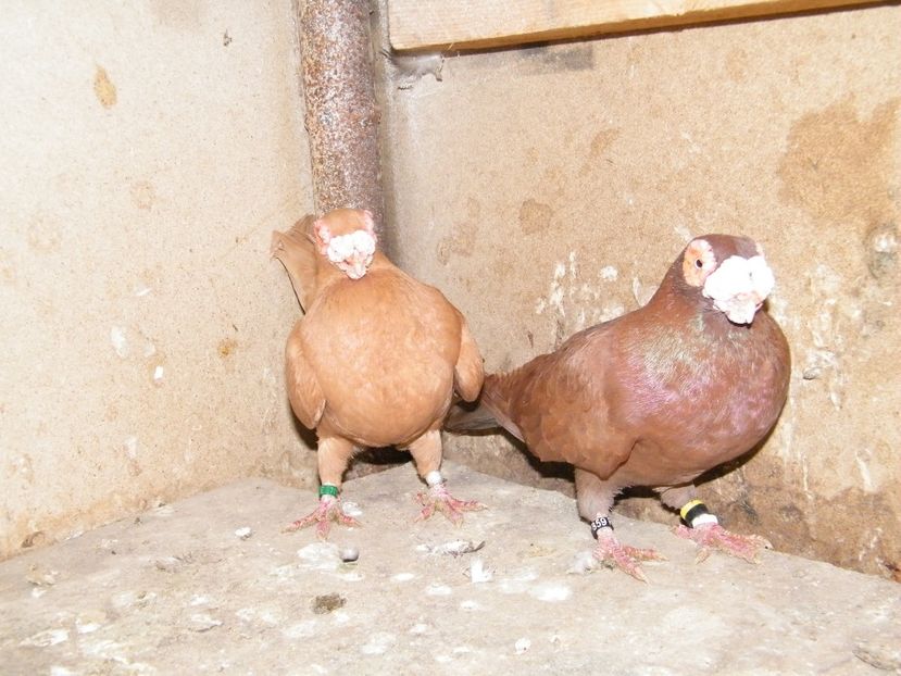  - Caranculati si berberi 2018