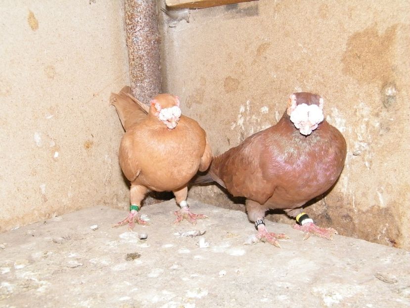  - Caranculati si berberi 2018