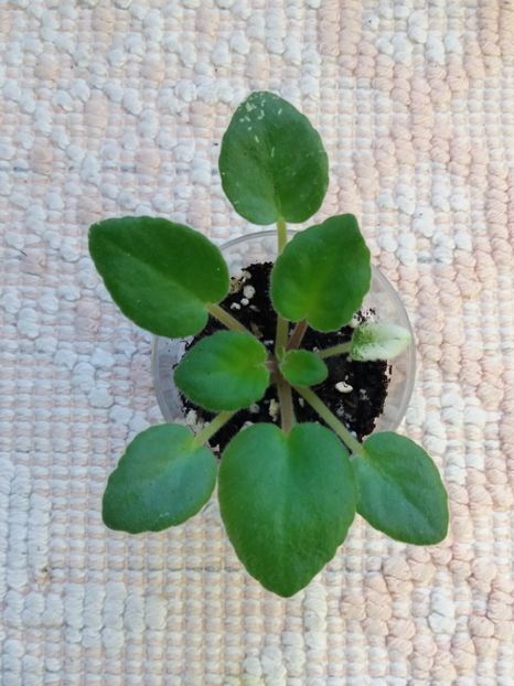 2 apr - Mac s O Scarlet O Hara