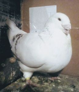 110422770_YIGMOFO3 - - A - CRESCATOR POLIVALENT