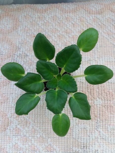 2 apr - ZZ Mac s Glacial Grape