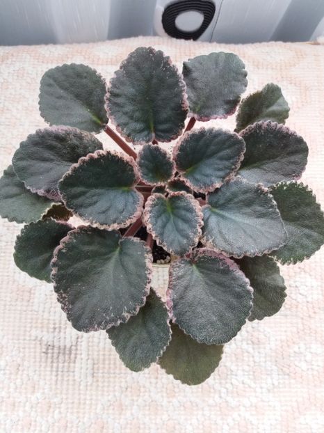 2 apr - ZZ Buckeye Blushing