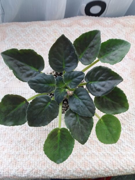 2 apr - ZZ Moroznaja Vishnia -Frosty Cherry