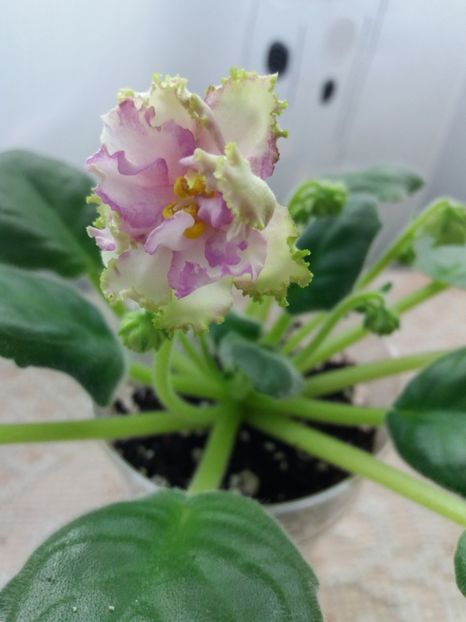 2 apr - ZZ Georgia sport