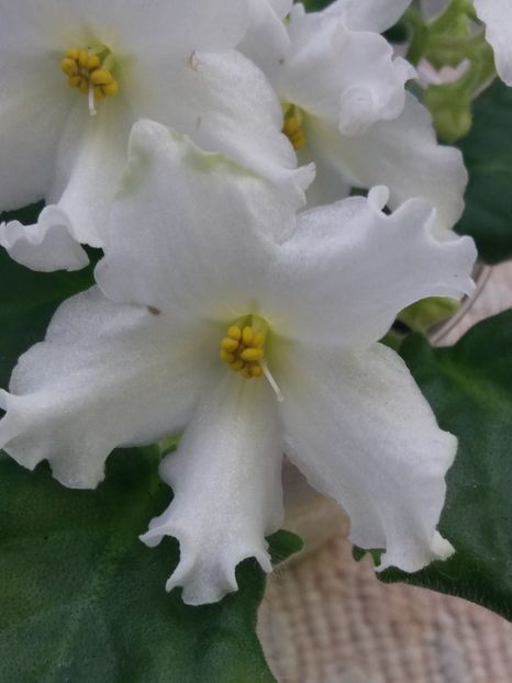 2 apr - Golden Autumn