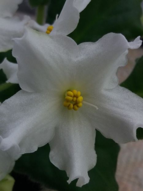 2 apr - Golden Autumn