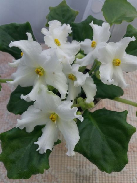 2 apr - Golden Autumn