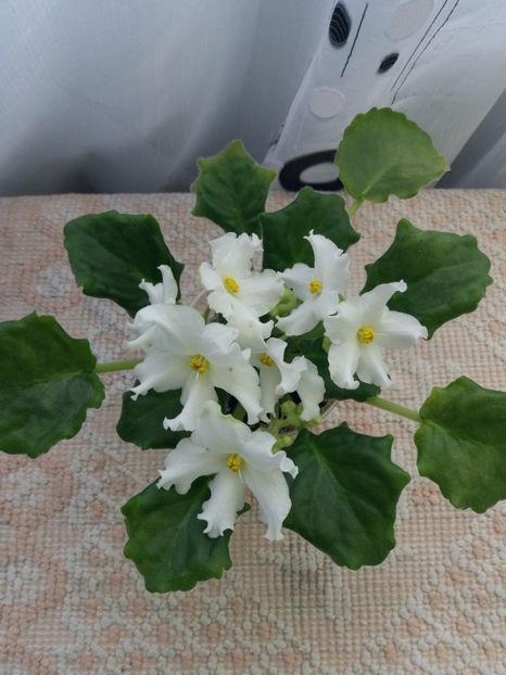 2 apr - Golden Autumn