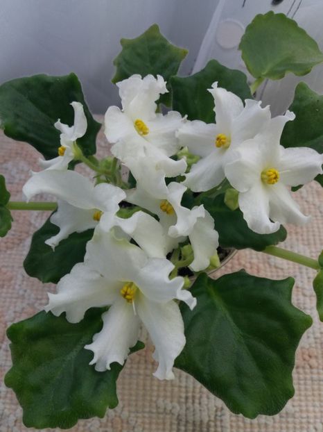 2 apr - Golden Autumn