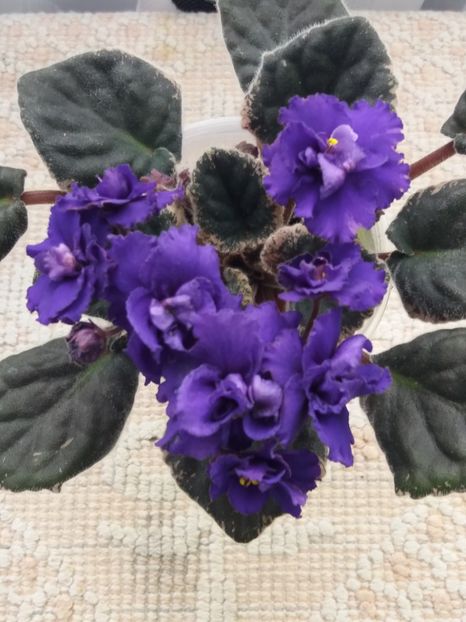 2 apr - ZZ Blueberry Ruffles