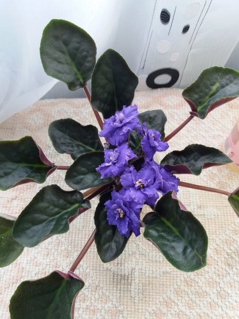 2 apr - ZZ LE Antonio Banderas