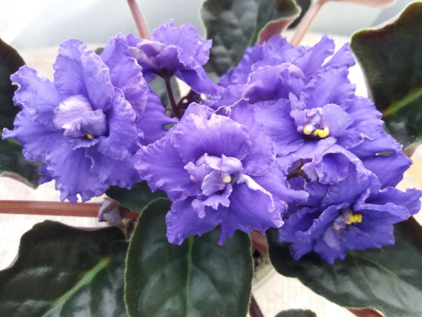 2 apr - ZZ LE Antonio Banderas