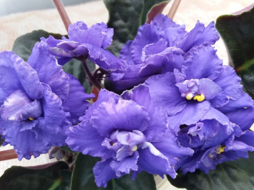 2 apr - ZZ LE Antonio Banderas