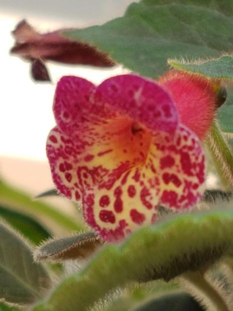 thumbnail (1) Multifolia - KOHLERIILE MELE 2018