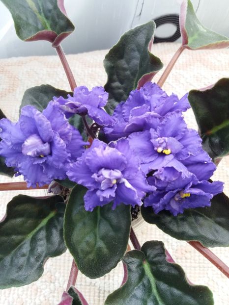 2 apr - ZZ LE Antonio Banderas