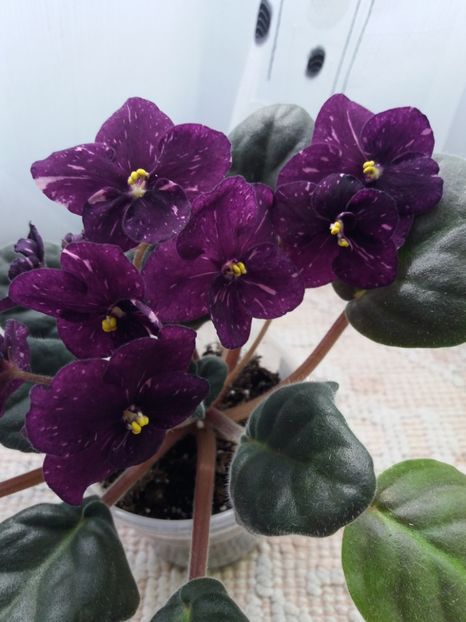 2 apr - ZZ Fisher s Leone