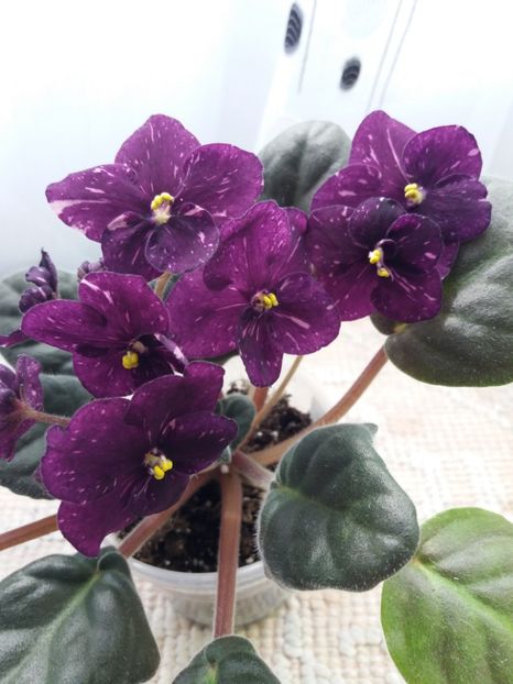 2 apr - ZZ Fisher s Leone