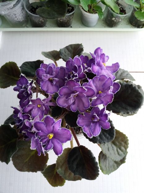 2 apr - ZZ King s Treasure