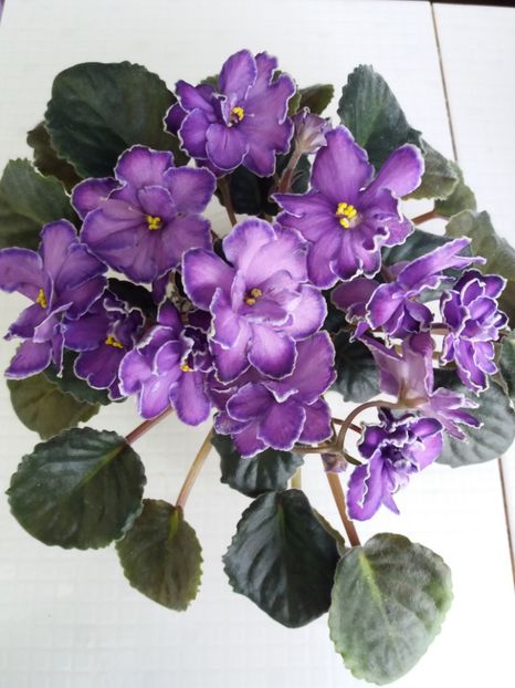 2 apr - ZZ King s Treasure