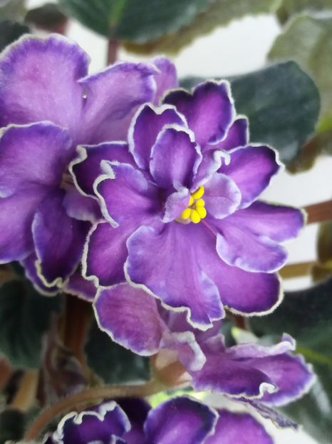 2 apr - ZZ King s Treasure