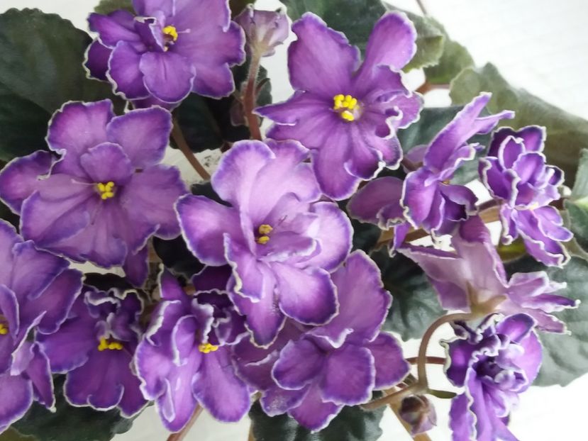 2 apr - ZZ King s Treasure