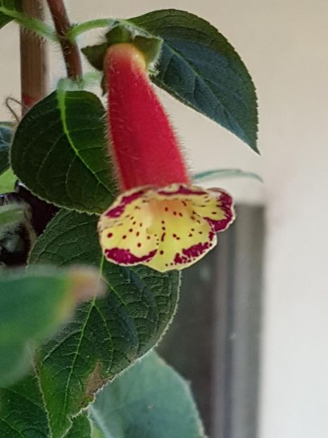 thumbnail (2) Yf,s Lyssia - KOHLERIILE MELE 2018
