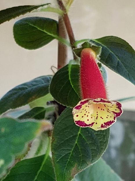 thumbnail (3) Yf,s Lyssia - KOHLERIILE MELE 2018