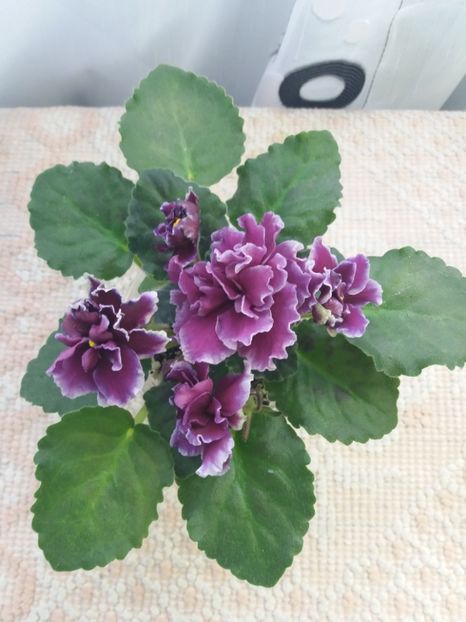 2 apr - ZZ LE Don Corleone