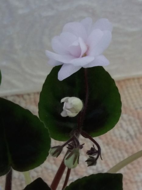 30 mar - ZZ Deer Path