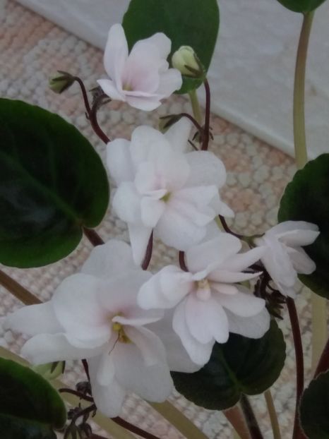 30 mar - ZZ Deer Path