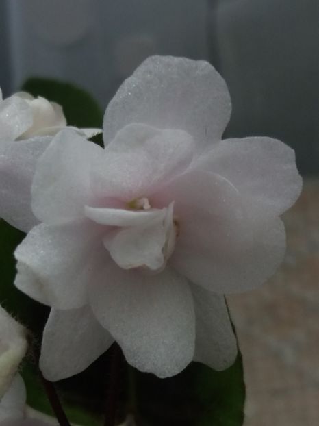 2 apr - ZZ Deer Path